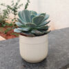 POC000104BG-c A simple Ceramic planter, elegant, stylish for potting small indoor plants, succulents that can be kept on your working table, Side table, Tea table, TV stand