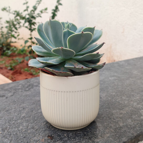 POC000104BG-c A simple Ceramic planter, elegant, stylish for potting small indoor plants, succulents that can be kept on your working table, Side table, Tea table, TV stand