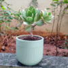 POC000104GN-c A simple Ceramic planter, elegant, stylish for potting small indoor plants, succulents that can be kept on your working table, Side table, Tea table, TV stand