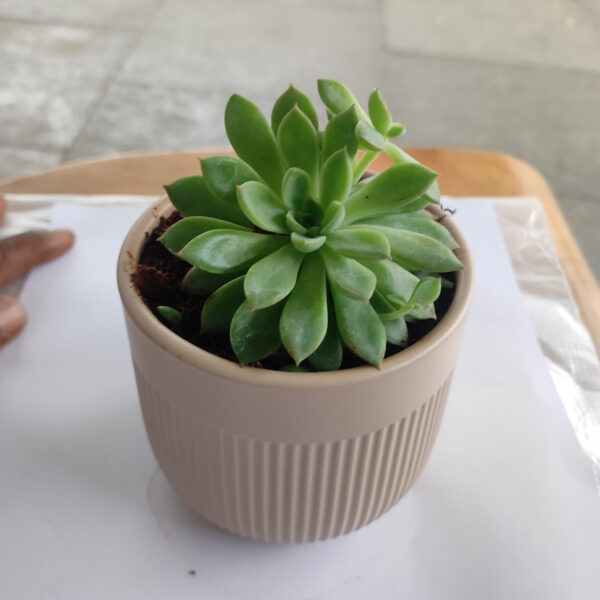 POC000104PK-b A simple Ceramic planter, elegant, stylish for potting small indoor plants, succulents that can be kept on your working table, Side table, Tea table, TV stand