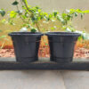 10 inches Round | Black Nursery Pot | Plastic Planter Regular with drainage holes and plate | Regular, Lightweight and Sturdy | Suitable for Garden, Balcony, Outdoor and can be placed on Plant Stands