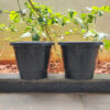 POPN000512BK-d 12 inches Round | Black Nursery Pot | Plastic Planter Regular with drainage holes and plate | Regular, Lightweight and Sturdy | Suitable for Garden, Balcony, Outdoor and can be placed on Plant Stands