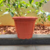 POPN000512BR-b 12 inches Round | Nursery Pot | Plastic Planter Regular with drainage holes | Regular, Lightweight and Sturdy | Suitable for Garden, Balcony, Outdoor and can be placed on Plant Stands