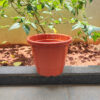POPN000512BR-c 12 inches Round | Nursery Pot | Plastic Planter Regular with drainage holes | Regular, Lightweight and Sturdy | Suitable for Garden, Balcony, Outdoor and can be placed on Plant Stands