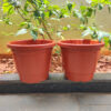 POPN000512BR-e 12 inches Round | Nursery Pot | Plastic Planter Regular with drainage holes | Regular, Lightweight and Sturdy | Suitable for Garden, Balcony, Outdoor and can be placed on Plant Stands