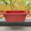 14 inches Rectangular | Window Pot | Plastic Planter with drainage holes | Lightweight and Sturdy | Ideal at Window Sil for growing small flowering plants and Shrubs
