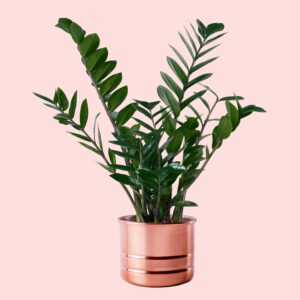 ZZ Plant