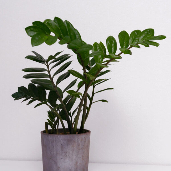 ZZ Plant