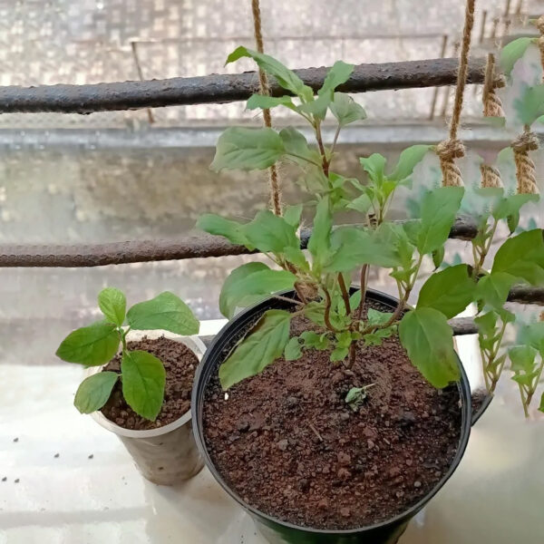 PL0002SR-a Tulsi / Holy Basil