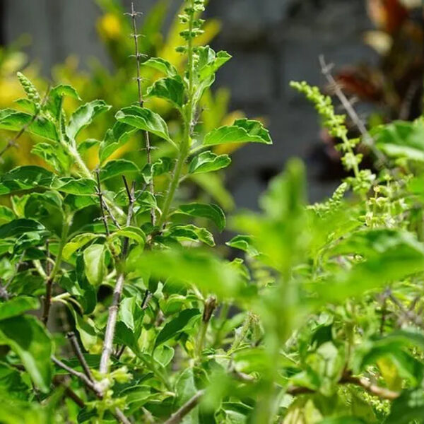 PL0002SR-b Tulsi / Holy Basil
