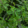 PL0002SR-c Tulsi / Holy Basil