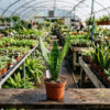 Snake Plant