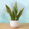 Snake Plant