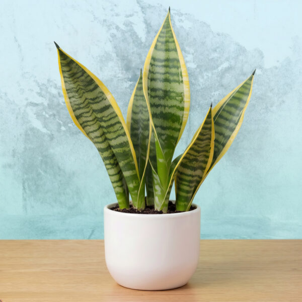 Snake Plant