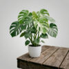 Monstera