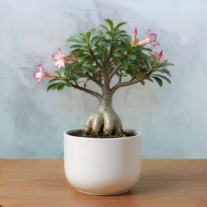 PL0009-a Adenium
