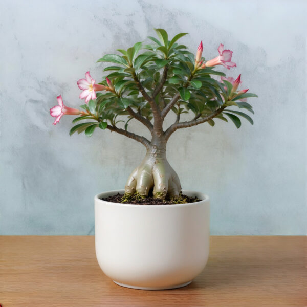 Adenium