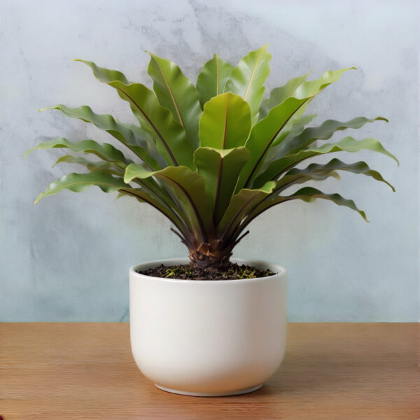 PL0011-a Birdnest Fern