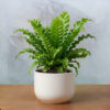 PL0011-b Birdnest Fern