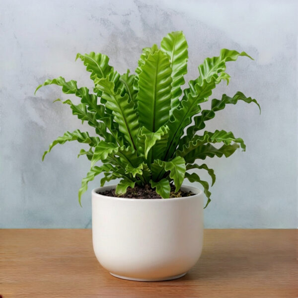 PL0011-b Birdnest Fern