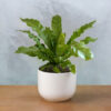 PL0011-c Birdnest Fern