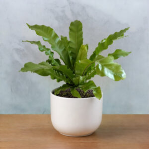 PL0011-c Birdnest Fern
