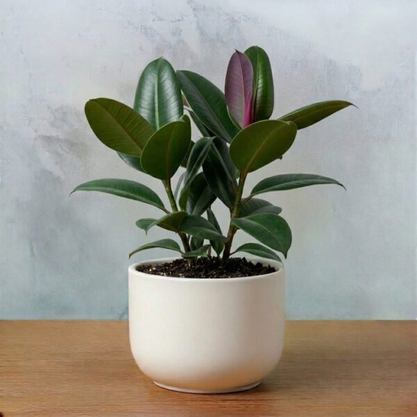 Rubber Plant