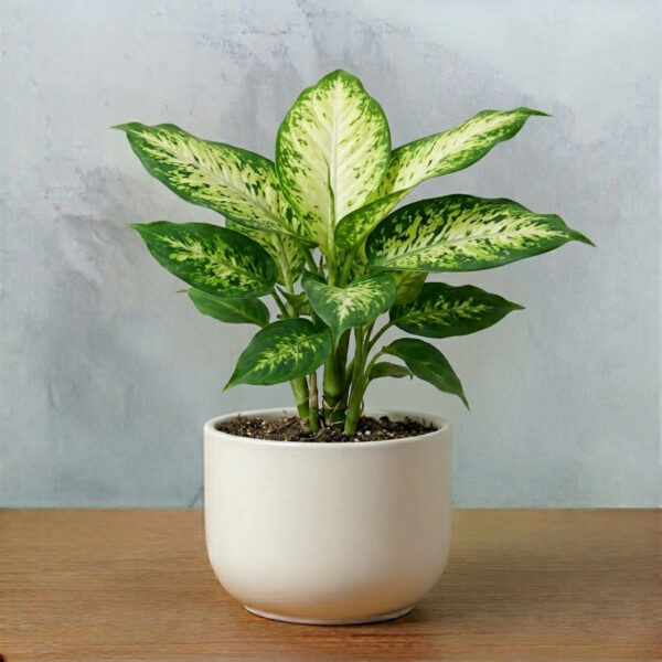 Dieffenbachia