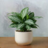 Aglonema
