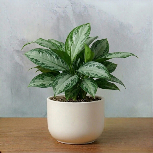 Aglonema