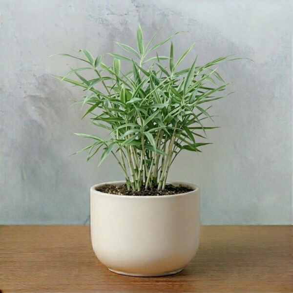 PL0017-a Milky Bamboo