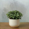 Fittonia