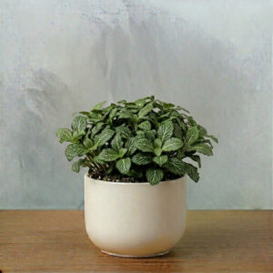 PL0018-a Fittonia