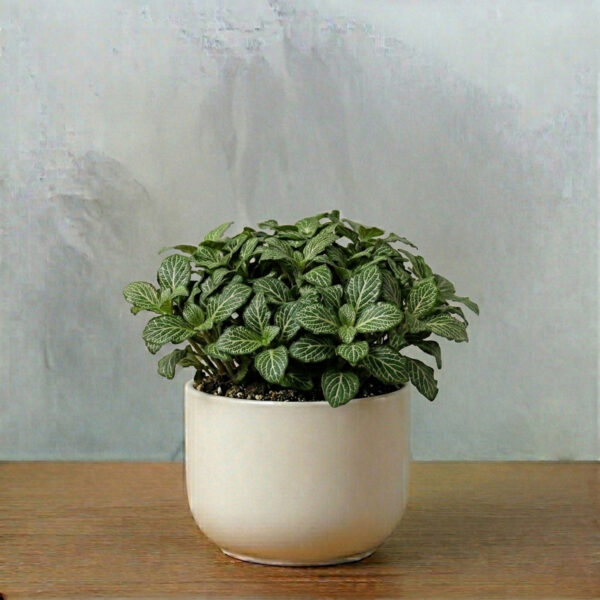 Fittonia