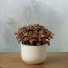 Fittonia