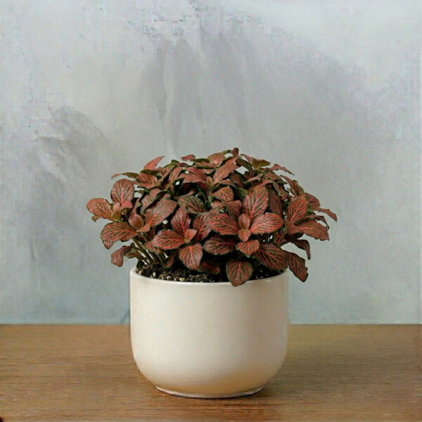 Fittonia