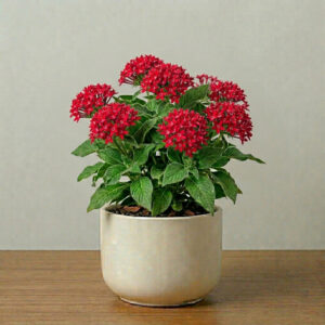 PL0020-a Pentas