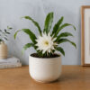 PL0021-a Brahma Kamal