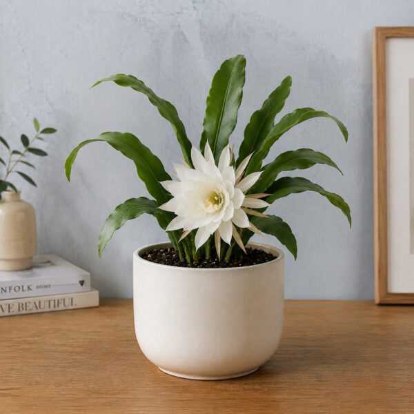 PL0021-a Brahma Kamal