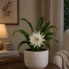PL0021-b Brahma Kamal