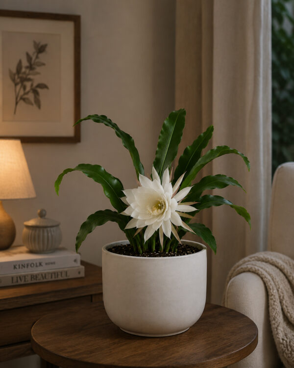PL0021-b Brahma Kamal