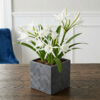 Spider Lily