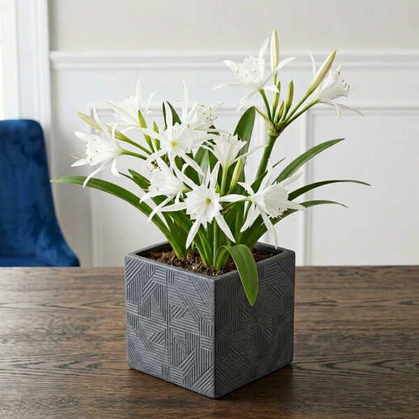 Spider Lily