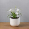 Spider Lily