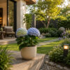 PL0023-c Hydrangea