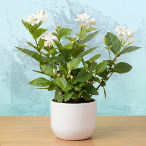 PL0025-c Jasmine (7R)