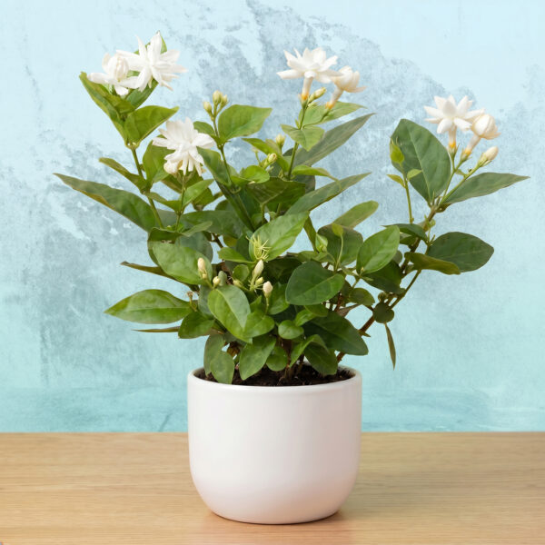 PL0025-c Jasmine (7R)