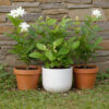 PL0025-d Jasmine (7R)