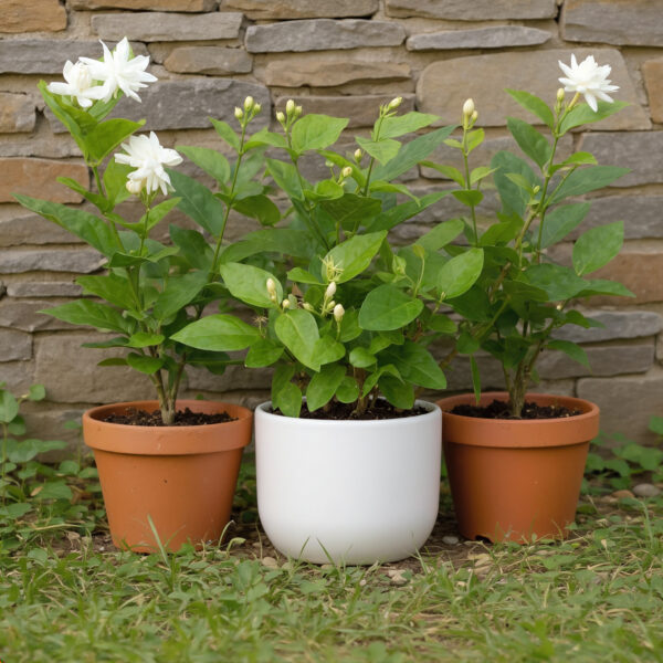 PL0025-d Jasmine (7R)