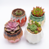 POC0007e Double Ridged Bowl - Cute and White Ceramic planter Small planters suitable set for home decor, gifting and personal use